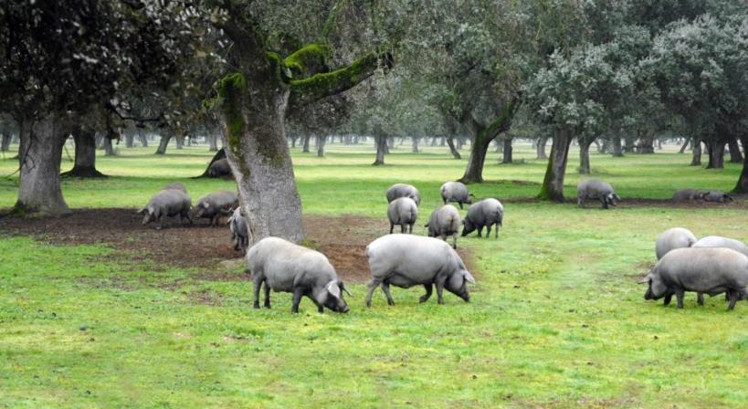 La era de San Blás Fuentes de León Exterior foto